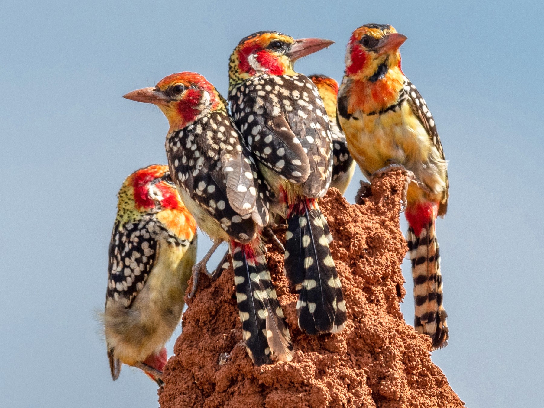 Red-and-yellow Barbet